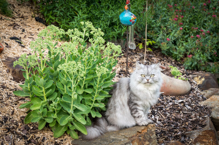 Tierkommunikation mit einer Katze